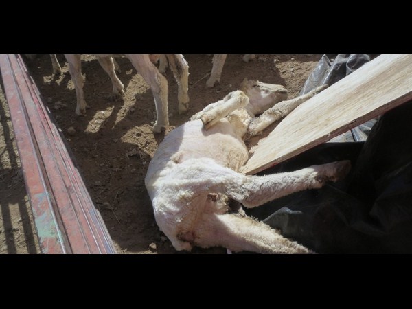  కెమెరాకు చిక్కిన కిరాతక వాస్తవాలు!