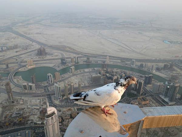 ప్రపంచపు పొడవైన సెల్ఫీ@బుర్జ్ ఖలీఫా