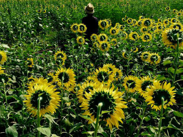 ఫోటోగ్రఫీ విలువలను సొంతం చేసుకున్న 10 ఐఫోన్ 6 ఫోటోలు