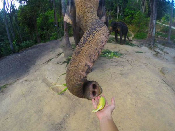 మనం తీస్తే సెల్ఫీ.. ఏనుగు తీస్తే ‘ఎల్ఫీ’