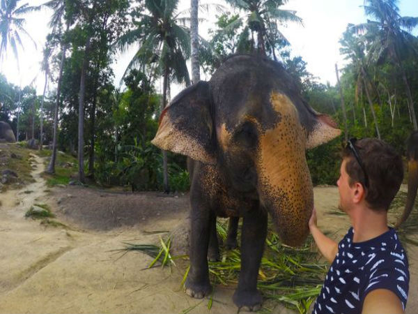 మనం తీస్తే సెల్ఫీ.. ఏనుగు తీస్తే ‘ఎల్ఫీ’