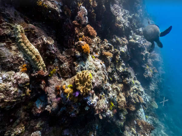 సముద్ర లోతుల్లో గూగుల్ స్ట్రీట్ వ్యూ