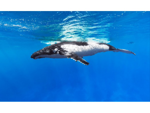 సముద్ర లోతుల్లో గూగుల్ స్ట్రీట్ వ్యూ