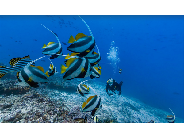 సముద్ర లోతుల్లో గూగుల్ స్ట్రీట్ వ్యూ