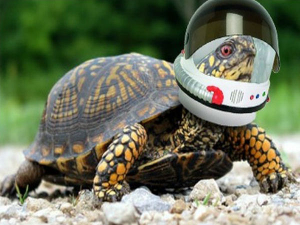 అంతరిక్షంలో కాలు మోపిన 10 నాన్ - హ్యుమన్  వ్యోమగాములు