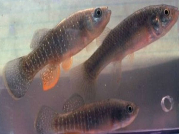 అంతరిక్షంలో కాలు మోపిన 10 నాన్ - హ్యుమన్  వ్యోమగాములు