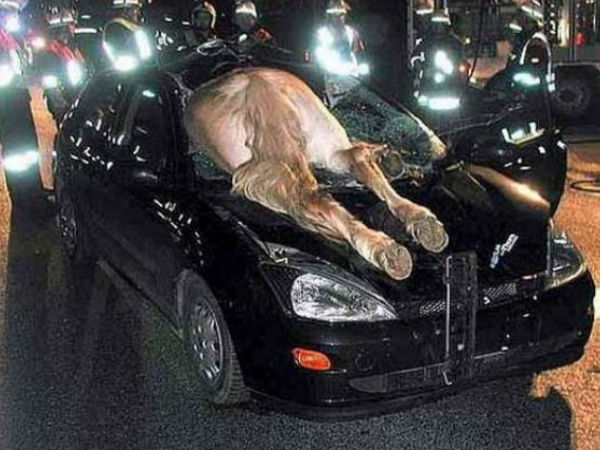 ఈ ఫోటోలు మీ హృదయాలను హత్తుకుంటాయ్!