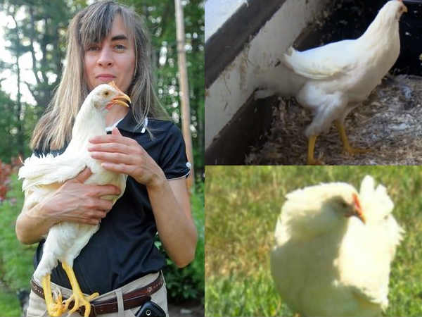 ఆ కోడి కాలు ఖరీదు లక్షా అరవై వేలట 