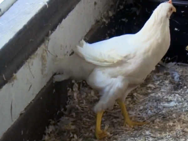 ఆ కోడి కాలు ఖరీదు లక్షా అరవై వేలట 