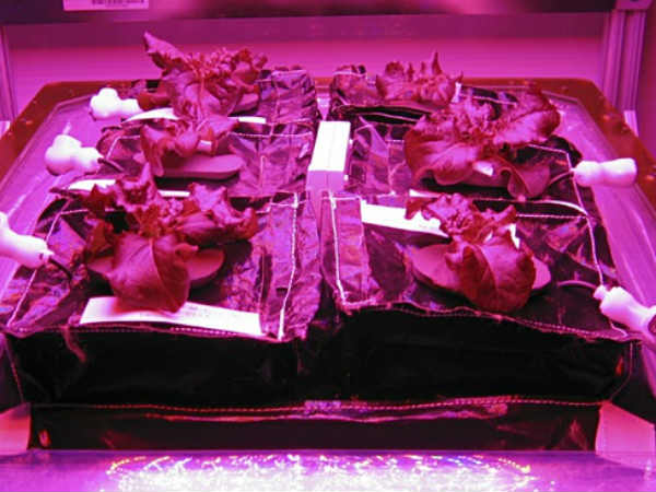 అంతరిక్షంలో పాలకూర టేస్ట్ అదుర్స్  