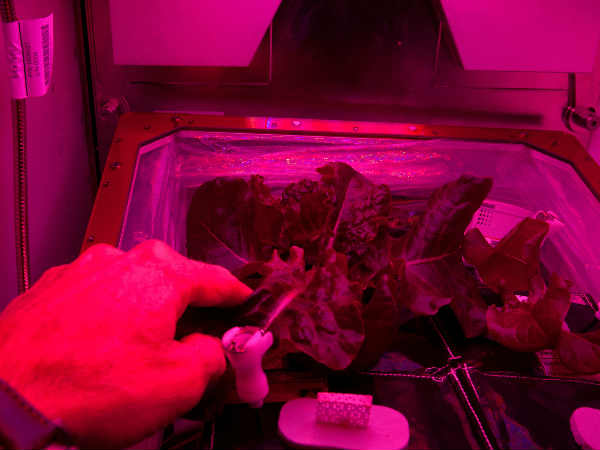 అంతరిక్షంలో పాలకూర టేస్ట్ అదుర్స్   