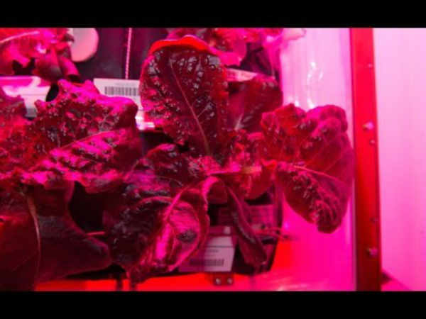 అంతరిక్షంలో పాలకూర టేస్ట్ అదుర్స్   