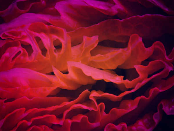 అంతరిక్షంలో పాలకూర టేస్ట్ అదుర్స్    