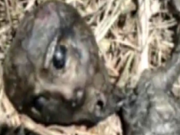 సోషల్ మీడియాలో అలజడి రేపుతున్న ఏలియన్ చిత్రాలు...