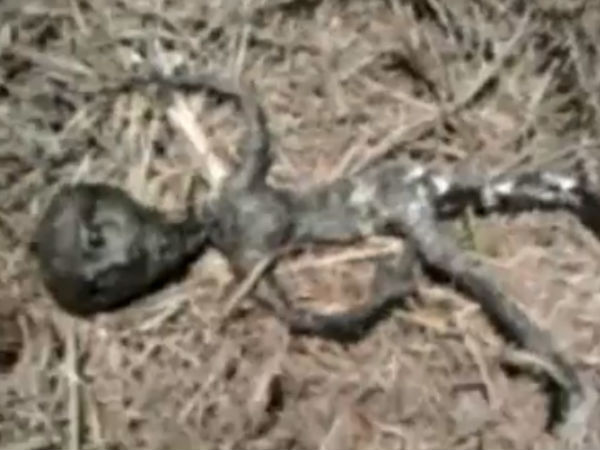 సోషల్ మీడియాలో అలజడి రేపుతున్న ఏలియన్ చిత్రాలు...