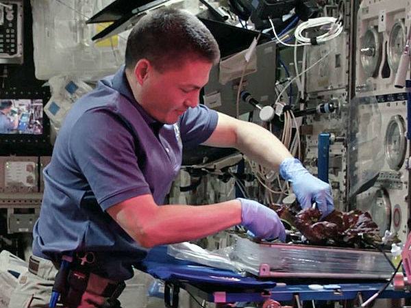 బంగాళదుపంల తోట