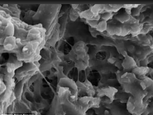  ప్రకృతిలో జీవించి ఉందని..