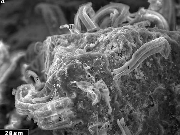 జీవం ఉందనడానికి మరింత సాక్ష్యం 