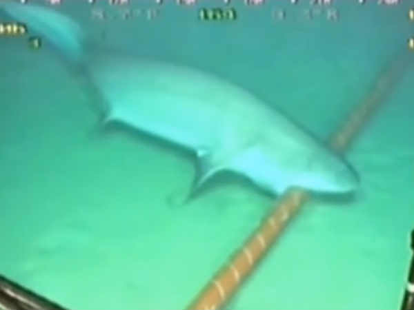 గతేడాది సెర్చ్ ఇంజిన్ దిగ్గజం గూగుల్‌ను ..