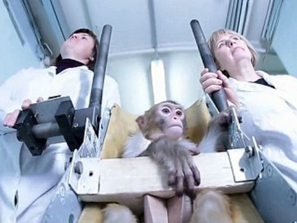 అక్కడికి ముందుగా కోతులను పంపే ఏర్పాట్లు..