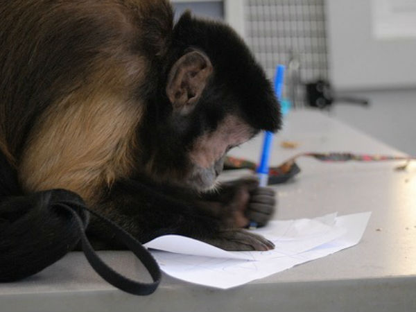 మంకీస్ నూ కూడా సెలక్ట్ చేసి మరీ..