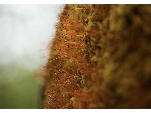 గిజ్‌బాట్ పేజీని లైక్ చేయండి 