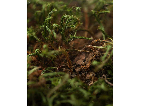 అడవిలోని అందాలు 360 డిగ్రీల కోణంలో..