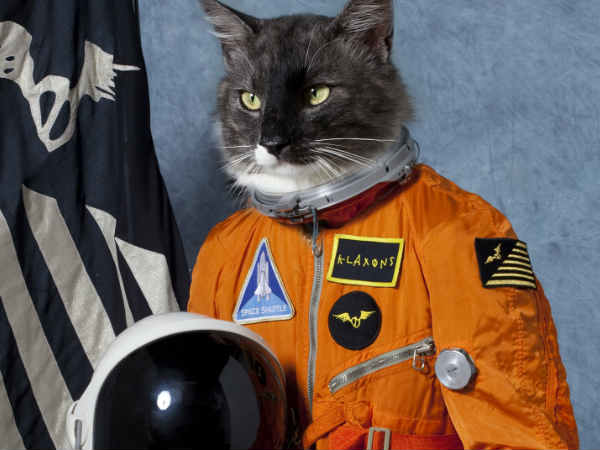 అంతరిక్షంలో పిల్లులు 