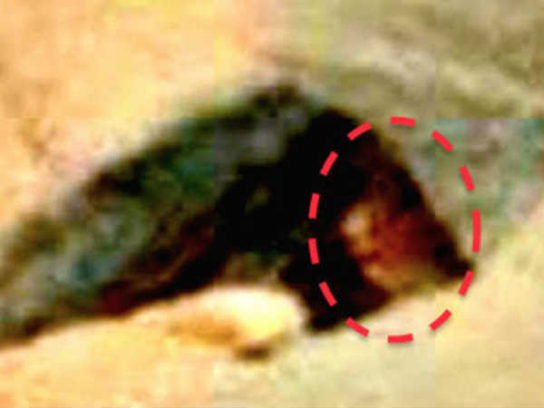 నాసాకు చిక్కిన ఏలియన్ ఇదే..