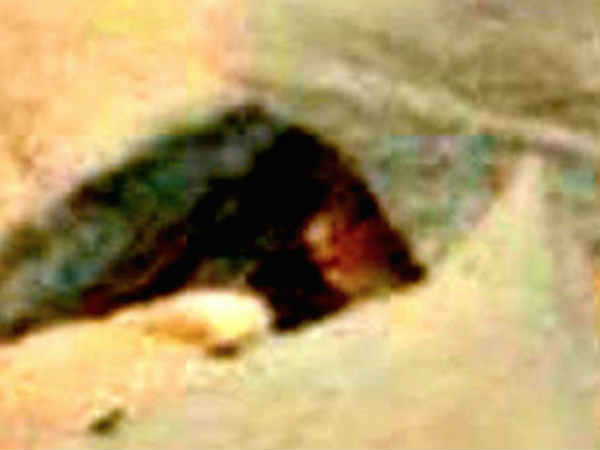 గిజ్‌బాట్ పేజిని లైక్ చేయండి 