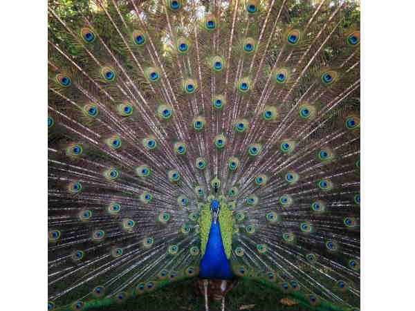 అవార్డులు గెలుచుకున్న ఐఫోన్ ఫోటోలు