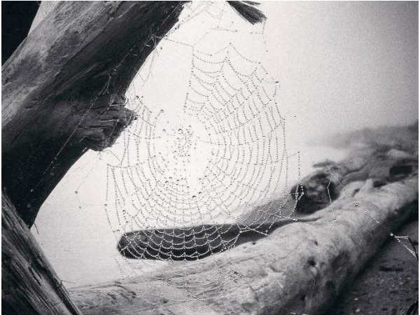 అవార్డులు గెలుచుకున్న ఐఫోన్ ఫోటోలు