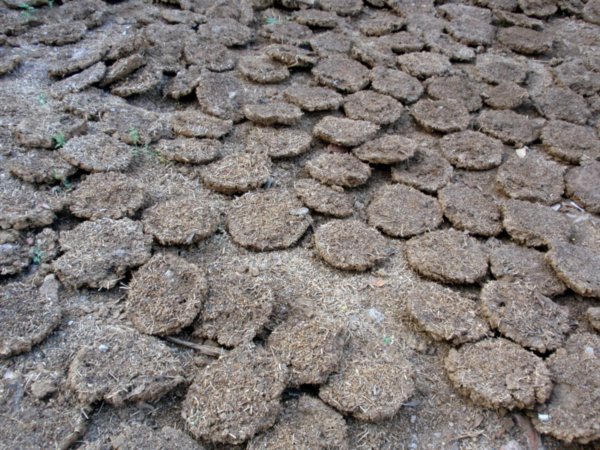 నెలకు 4,000 పైచిలుకు ప్యాకెట్ల ఆవుపేడ పిడకలను