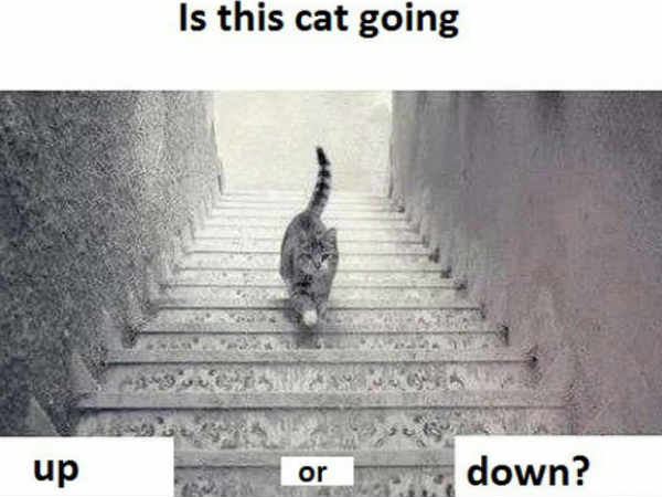 పిల్లి మెట్లు ఎక్కుతుందా? దిగుతుందా?