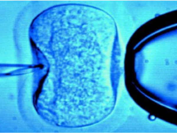 ముందు జాగ్రత్తగా కొన్ని అండాలను