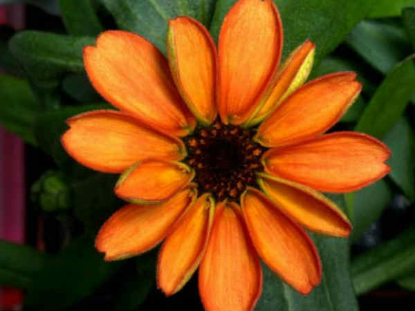 జిన్నియా ఫ్లవర్ గా పిలుచుకునే ఈ పుష్పం