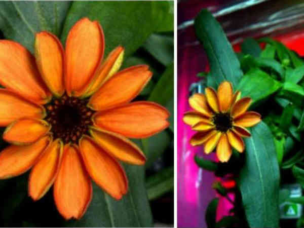 అంతరిక్ష కేంద్రంలో జిన్నియా విత్తనాలు నాటడం ద్వారా