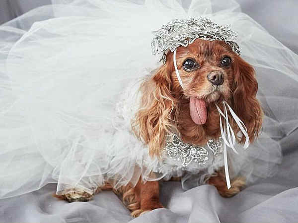 వివాహానికి కస్టమ్ మేడ్ మార్చెసా డ్రెస్ ను