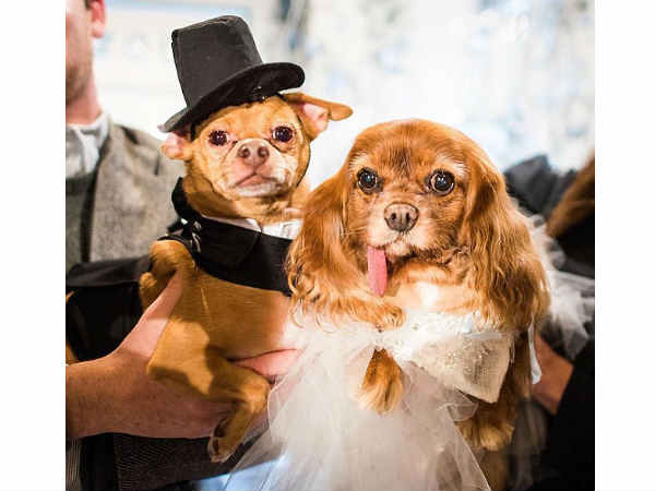 శునకాల వెడ్డింగ్ పార్టీకి.