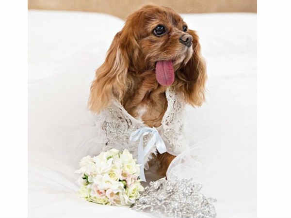 గిజ్‌బాట్ పేజీని లైక్ చేయండి