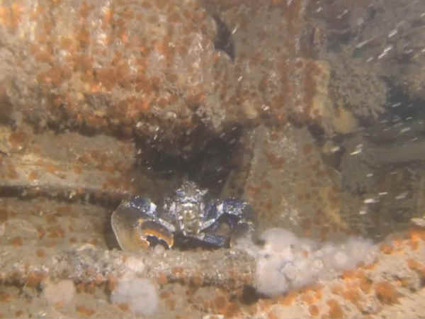 జనవరి 13, 1915న జర్మనీ తూర్పు తీరంలో 