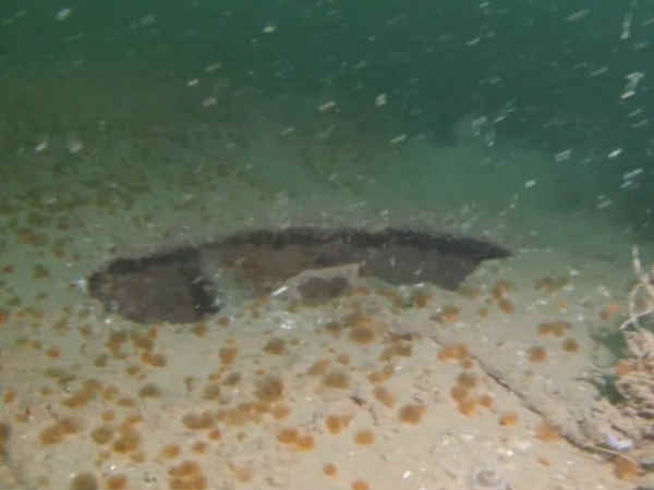 గ్రేటర్ లండన్ కంటే నాలుగు రెట్ల అధిక వైశాల్యం ఉన్న