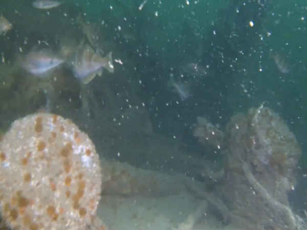 అందులోని ఆయుధాలు