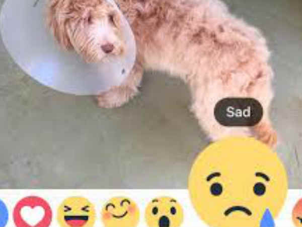 ఫేస్‌బుక్‌లో పెట్టిన కామెంటు, వీడియో,