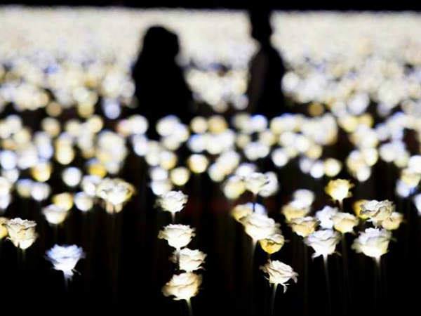 25,000 ఎల్ఈడి గులాబీలు