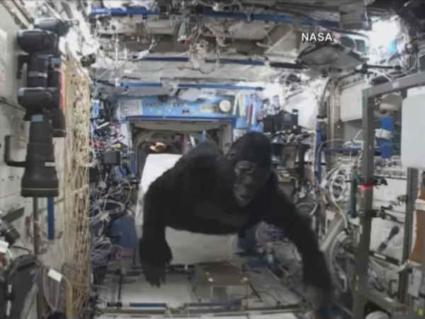 ఇటీవలే గొరిల్లా సూట్ లో ఐఎస్ఎస్ లో సందడి చేస్తూ