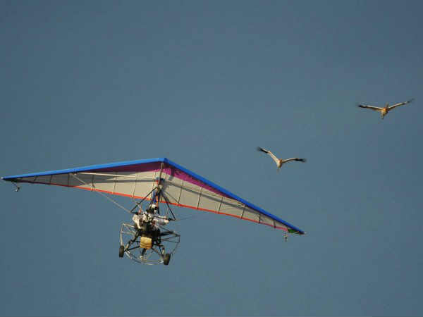 గిజ్‌బాట్ పేజీని లైక్ చేయండి 