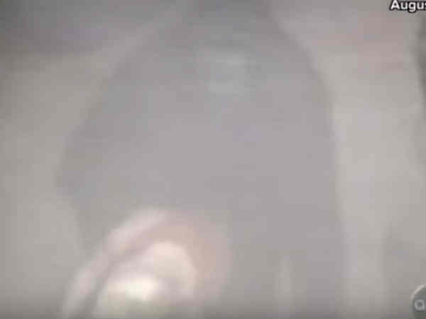 వైరల్‌గా మారిన వీడియో.. చిన్నారిని గొరిల్లా చంపేస్తుందా 