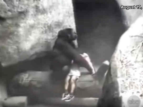 వైరల్‌గా మారిన వీడియో.. చిన్నారిని గొరిల్లా చంపేస్తుందా 