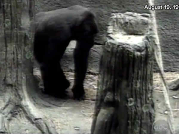 వైరల్‌గా మారిన వీడియో.. చిన్నారిని గొరిల్లా చంపేస్తుందా 